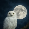 Silverowl